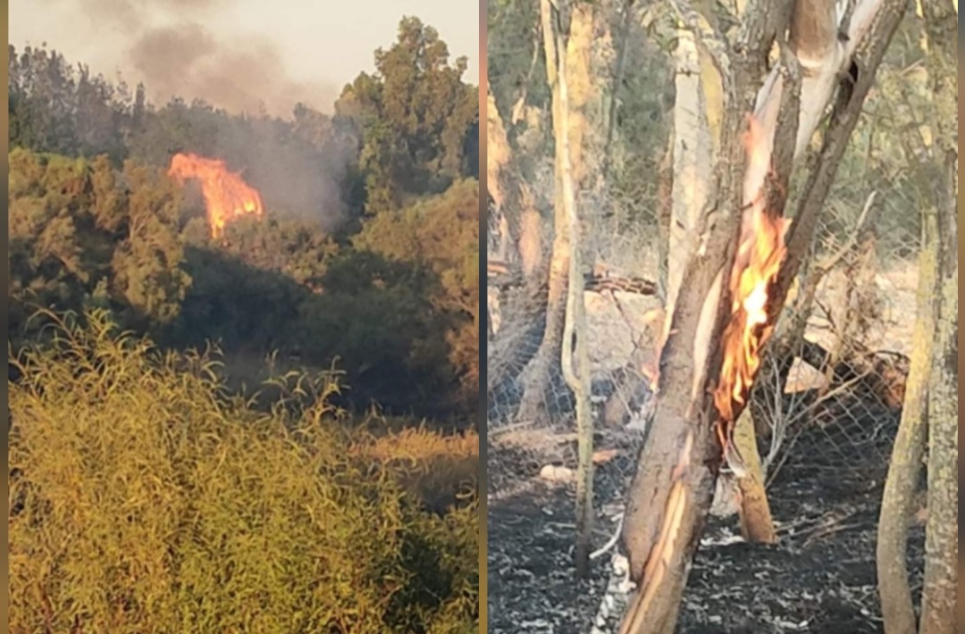 حريق ضخم بوادي الوحيشي ببني خلاد وتدخل الحماية المدنية  للسيطرة عليه